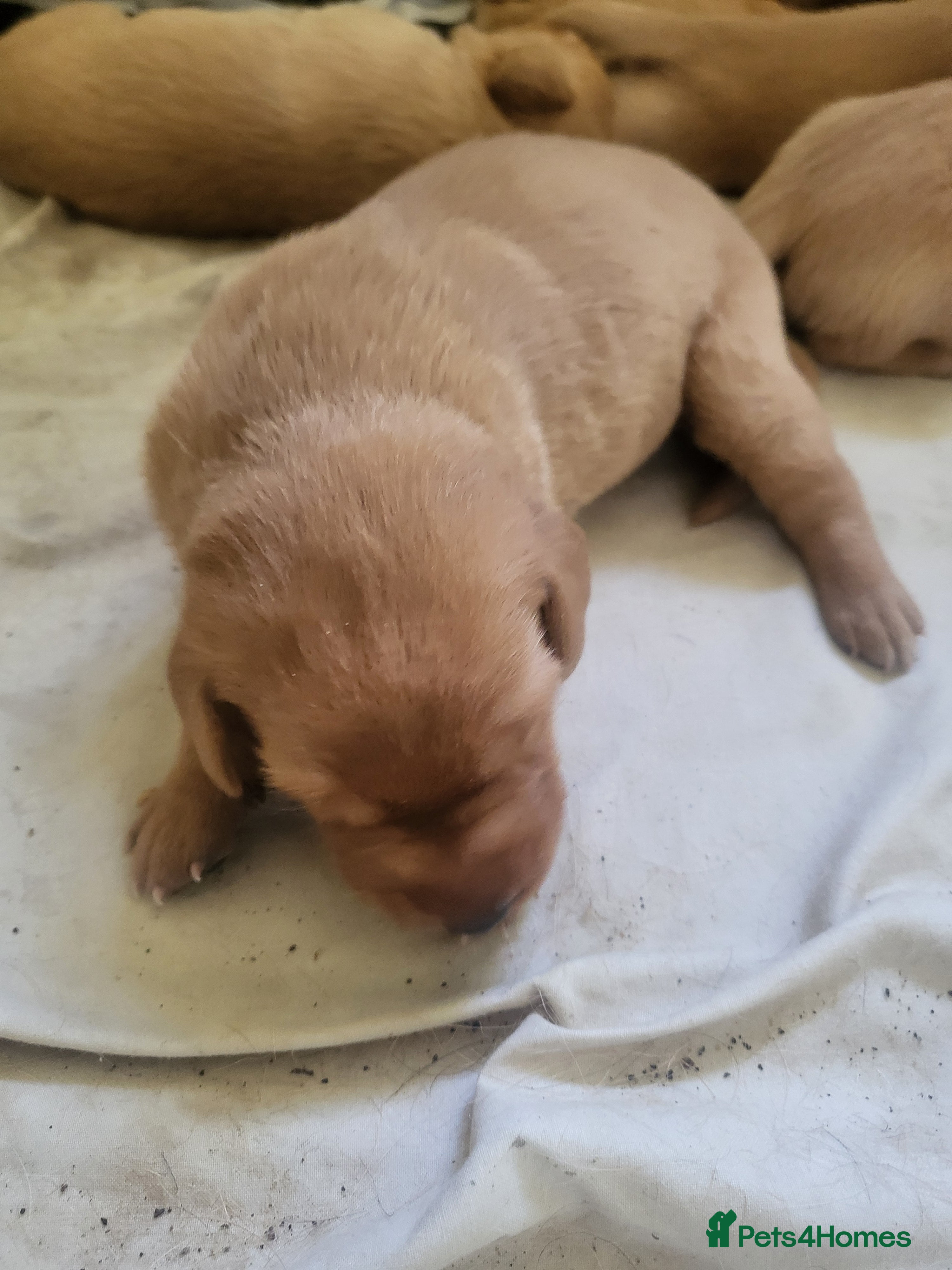 Labrador Retriever dogs A Perfect Litter of Pedigree Fox Red Labradors - Advert 2