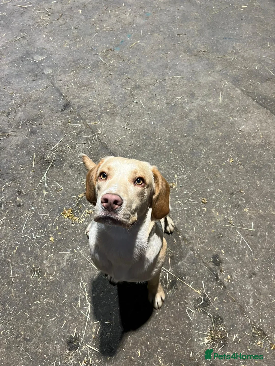 Cockerdor dogs for sale: Selling my blond 1yr old spanador  in Newton Aycliffe - Advert 1