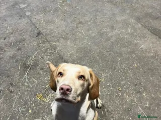 Cockerdor dogs Selling my blond 1yr old spanador - Advert 5