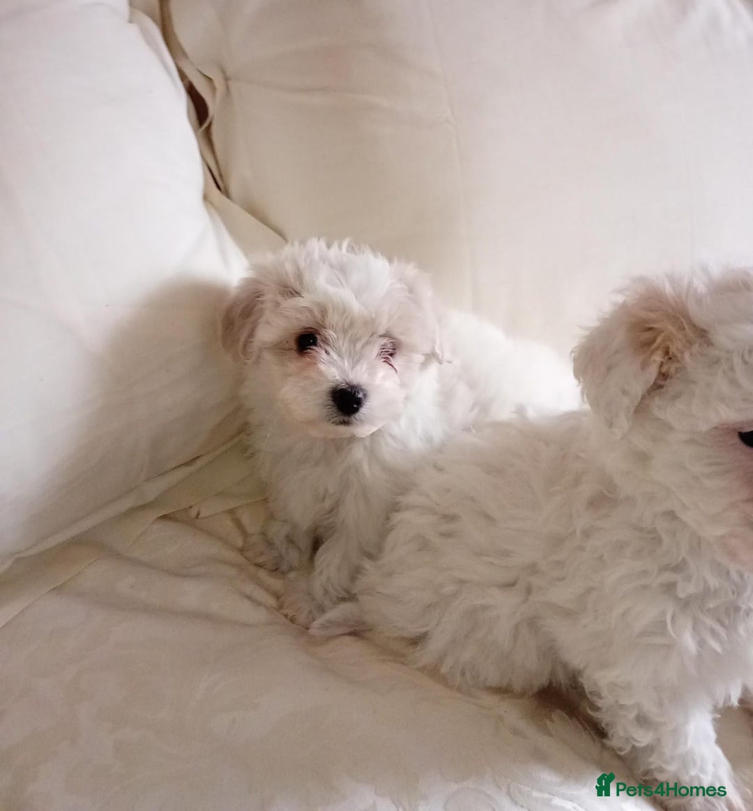 Maltipoo dogs for sale: Maltipoo puppies  - Advert 6