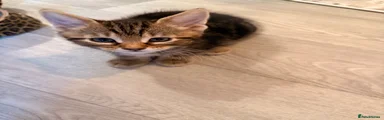 Male kitten (Leggy)
