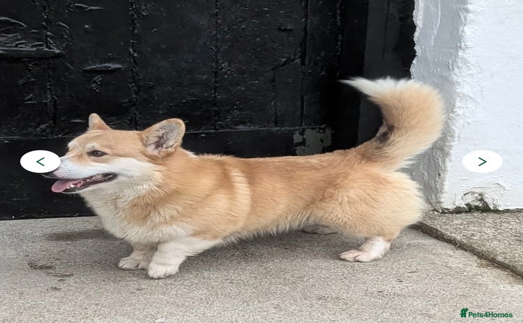 Welsh Corgi Pembroke dogs - Advert 1
