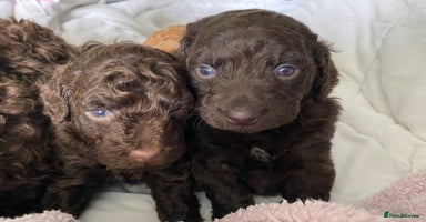 Cockapoo dogs - Advert 3