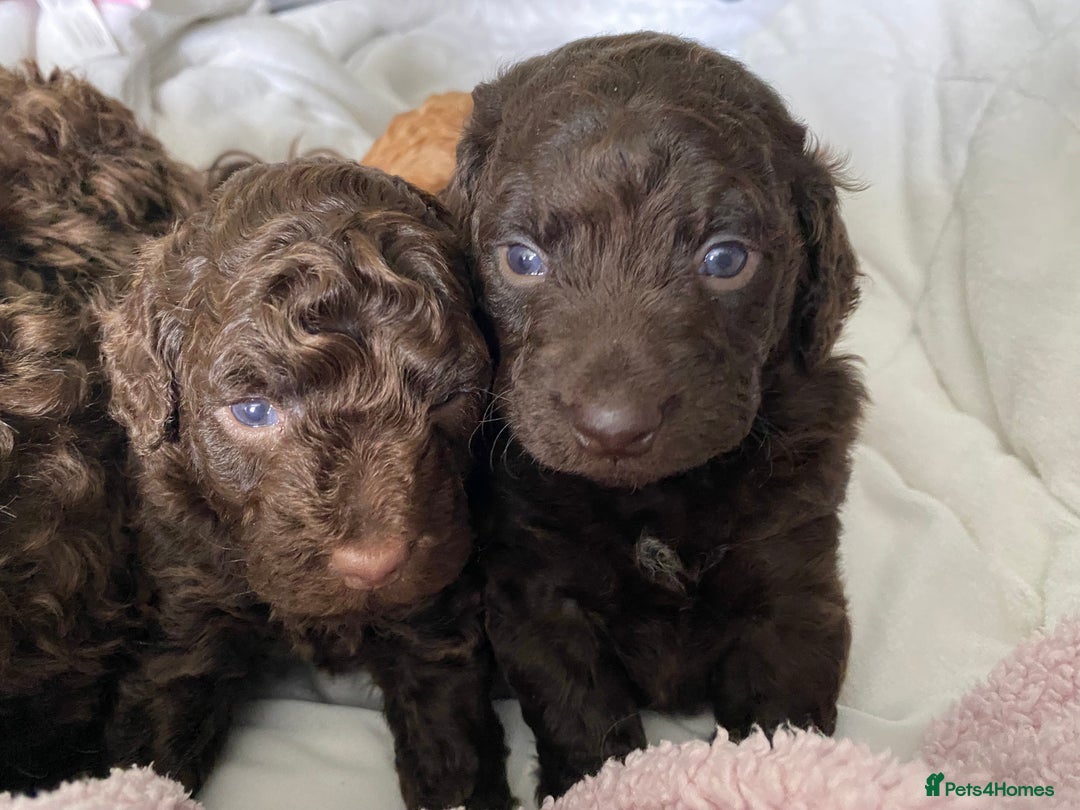 Cockapoo dogs for sale: Adorable cockapoo puppy’s  - Image 2