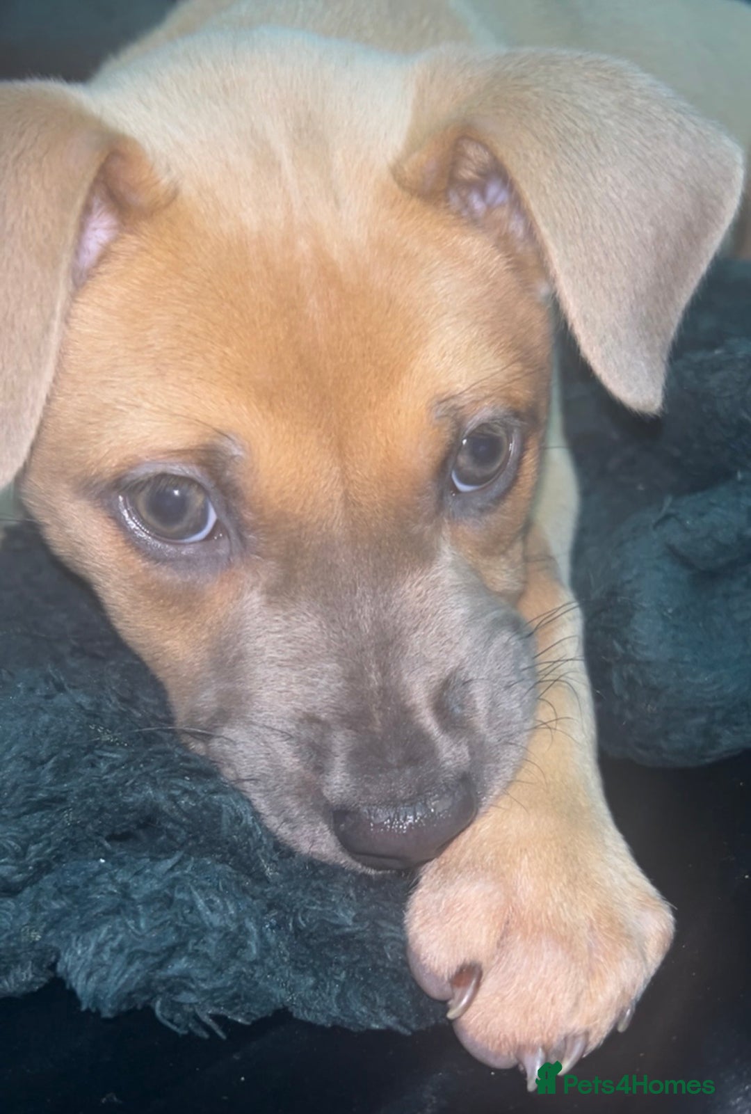 Mixed Breed dogs for sale: Female Puppy - collect today for £350 - Image 3