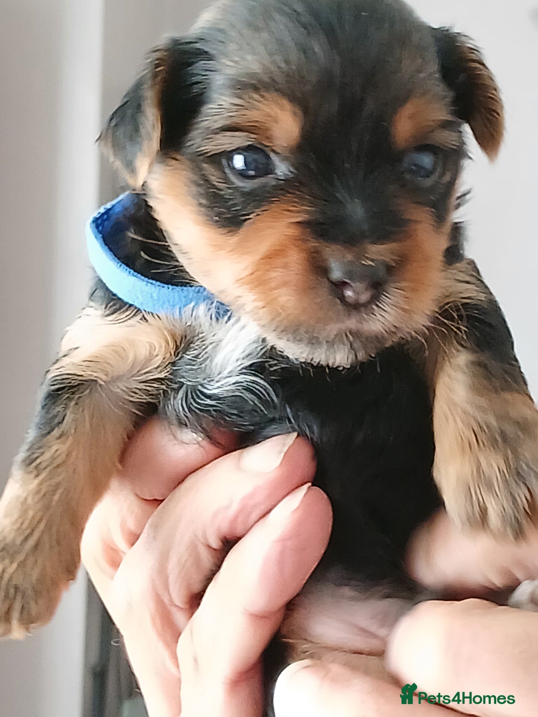 Yorkshire Terrier dogs for sale: Yorkshire Terrier Puppies 3 Boys 1 Girl - Image 7