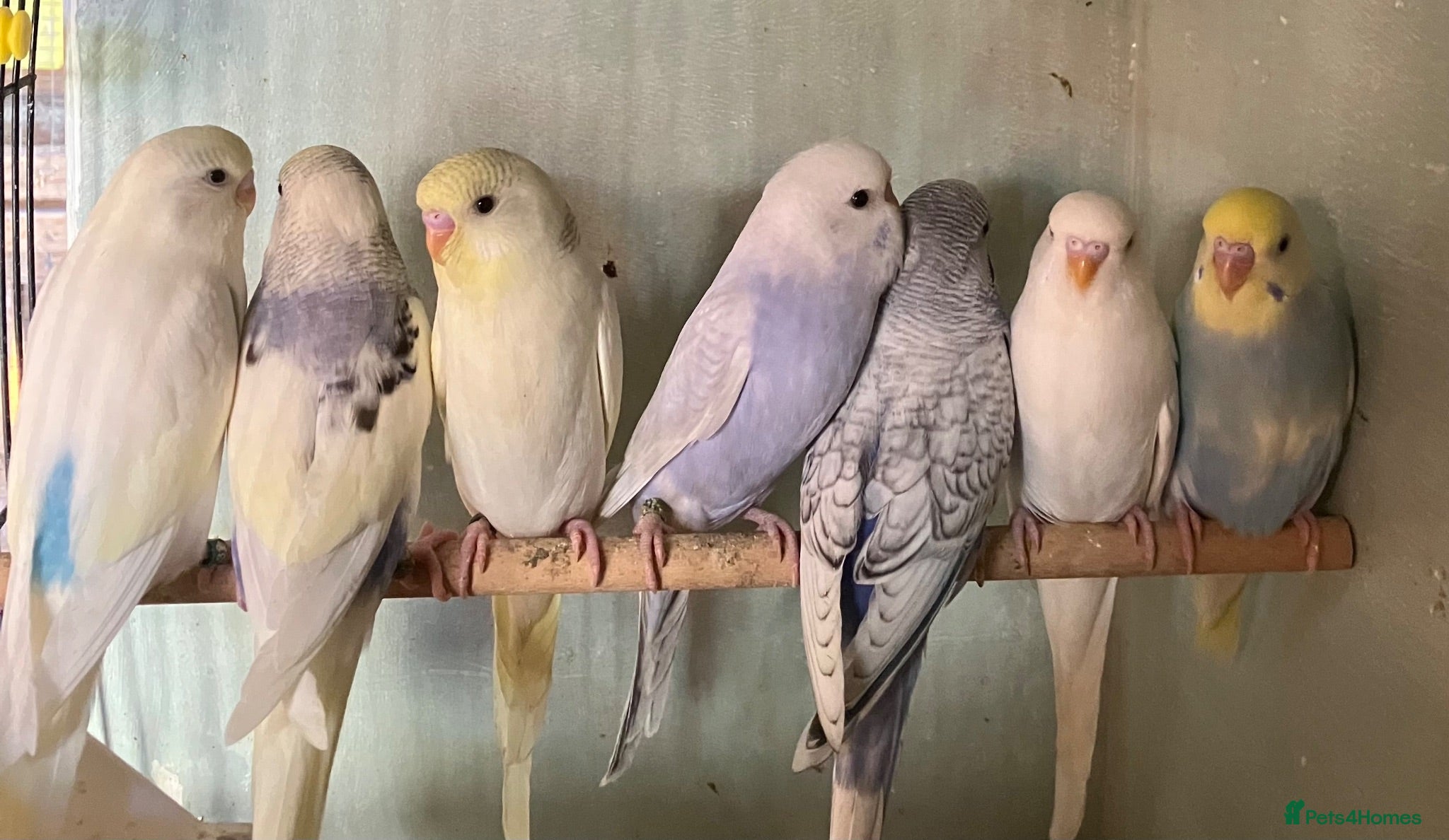 Budgerigars birds Baby budgies and pairs for sale  - Advert 4