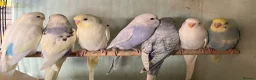 Budgerigars birds for sale: Baby budgies and pairs for sale  - Advert 1