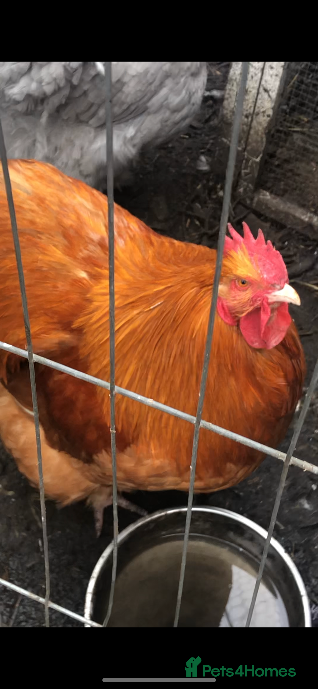 Chickens poultry for sale: Orpington  - Advert 1