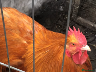 Chickens poultry Orpington - Advert 8