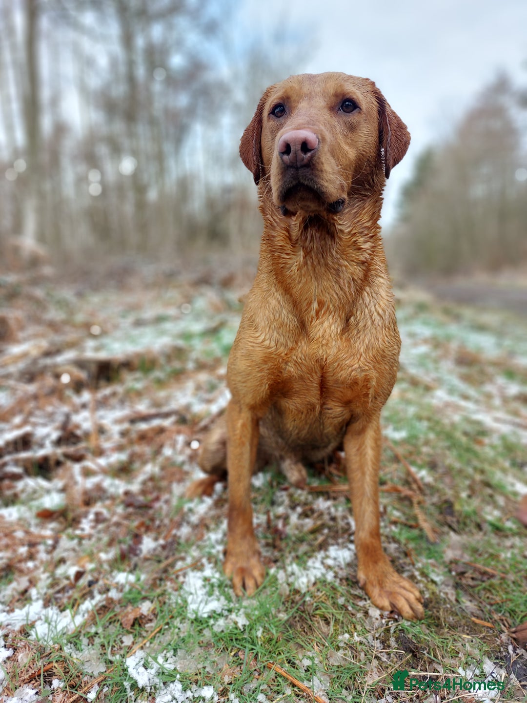 Labrador Retriever dogs for sale: Fox red labrador pups  - Image 7