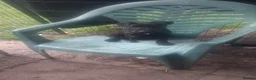 Patterdale Terrier dogs for sale: Patterdale pups - Advert 2