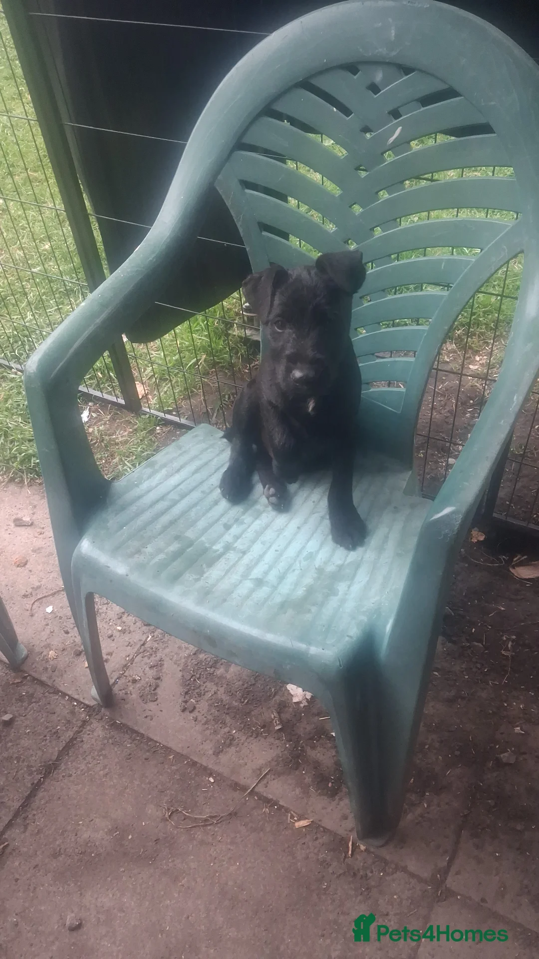 Patterdale Terrier dogs for sale: Patterdale pups - Advert 2