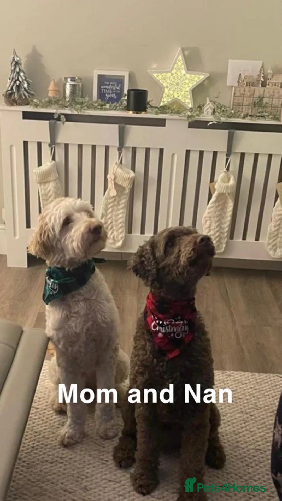 Double Doodle dogs for sale: Nell is expecting Double Doodles  - Advert 11