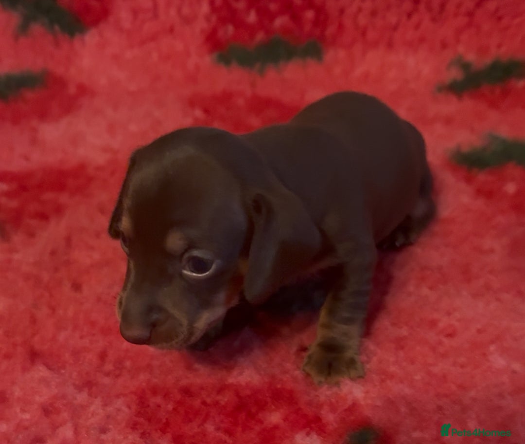 Dachshund dogs for sale: BEAUTIFUL LITTER OF DACHSHUND  - Image 6