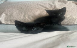 Mixed Breed cats for sale: kitten for sale! - Image 4