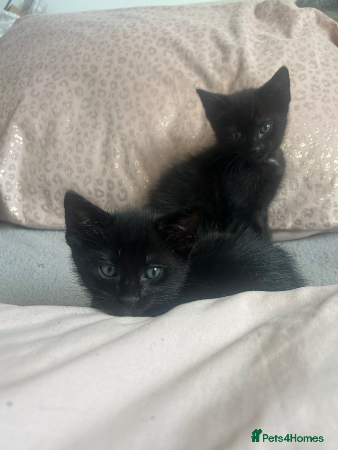 Mixed Breed cats for sale: kitten for sale! - Image 4