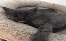 Maine Coon cats for sale: Maine coon girls - Image 14