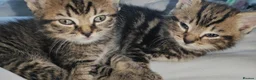 Mixed Breed cats for sale: 5 beautiful kitten's  - Advert 2