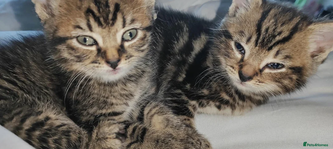 Mixed Breed cats for sale: 5 beautiful kitten's  - Advert 2