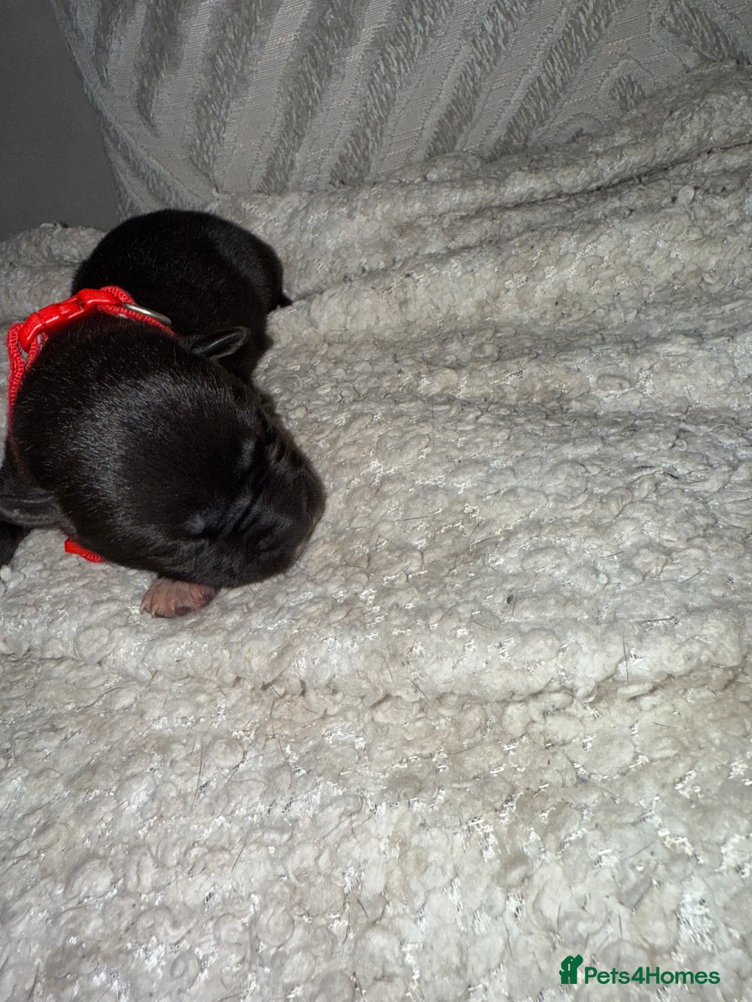 Mixed Breed dogs for sale: Cane corso mix Akita  - Image 9