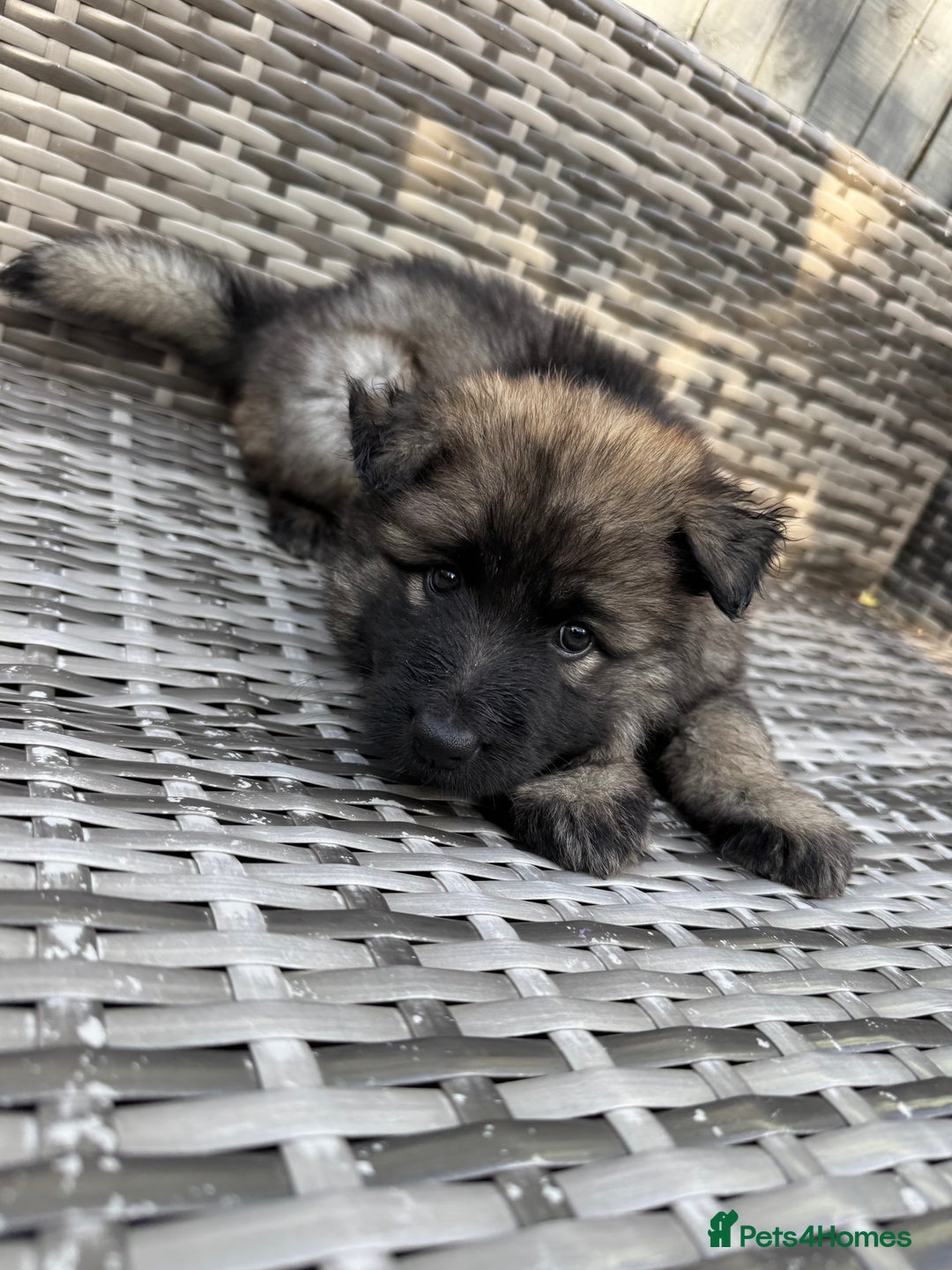 German Shepherd dogs for stud: FOR STUD (PROVEN)  in Doncaster - Image 14