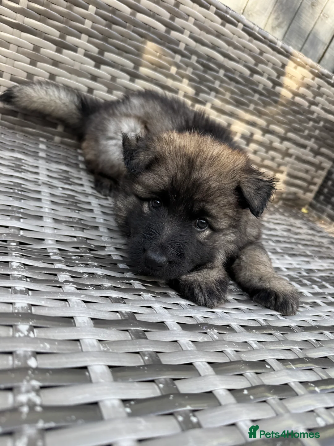 German Shepherd dogs for stud: FOR STUD (PROVEN)  in Doncaster - Advert 18