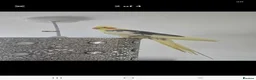 Cockatiels birds for sale: Cockatiel  in Bradford - Advert 2