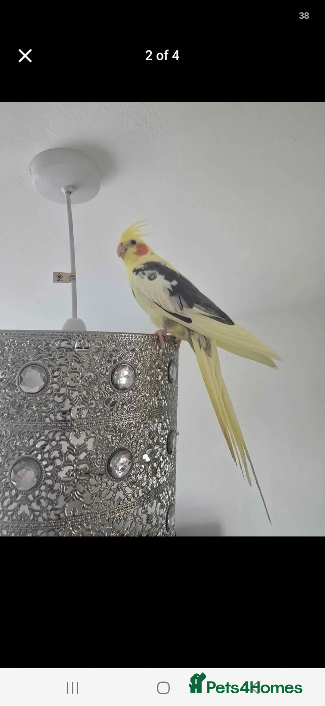 Cockatiels birds for sale: Cockatiel  in Bradford - Advert 2