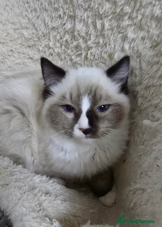 Ragdoll cats 3 ragdoll kittens - Advert 12