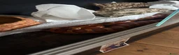 Corn Snake reptiles for sale: Snake in Haverfordwest - Advert 1