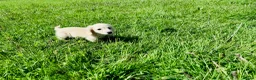 Miniature Dachshund dogs for sale: Cream/blonde long hair kc reg miniature dachshund  - Advert 14