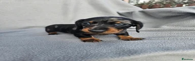 Miniature Dachshund 2
