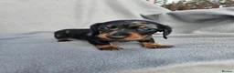Miniature Dachshund dogs for sale: Miniature dachshunds - Advert 14