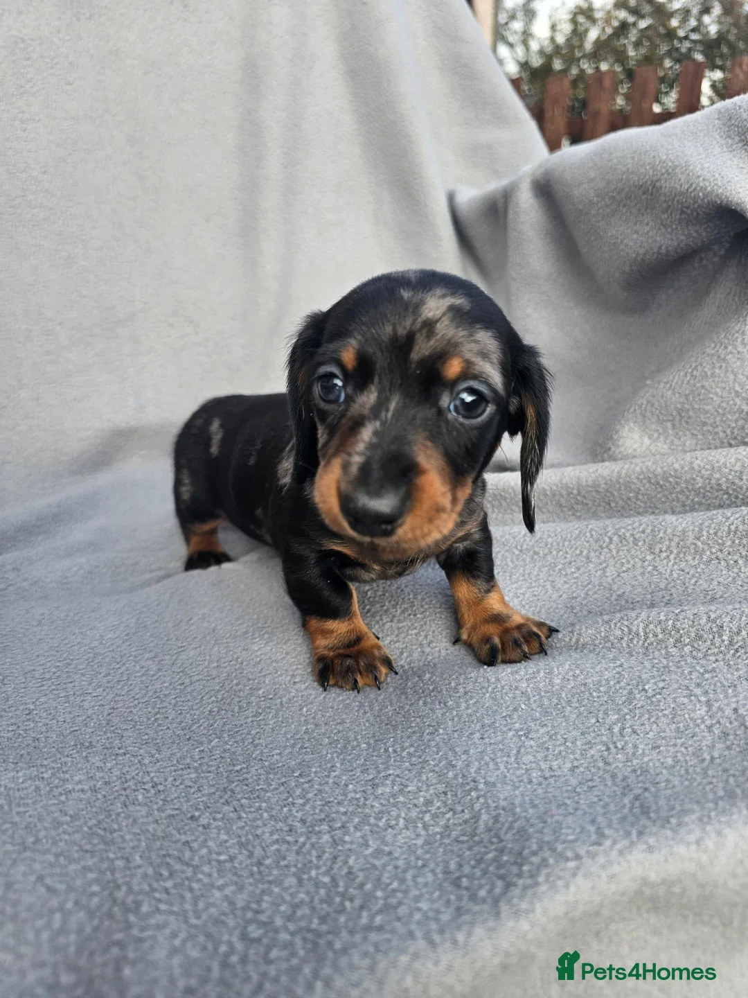 Miniature Dachshund dogs for sale: Miniature dachshunds - Advert 14