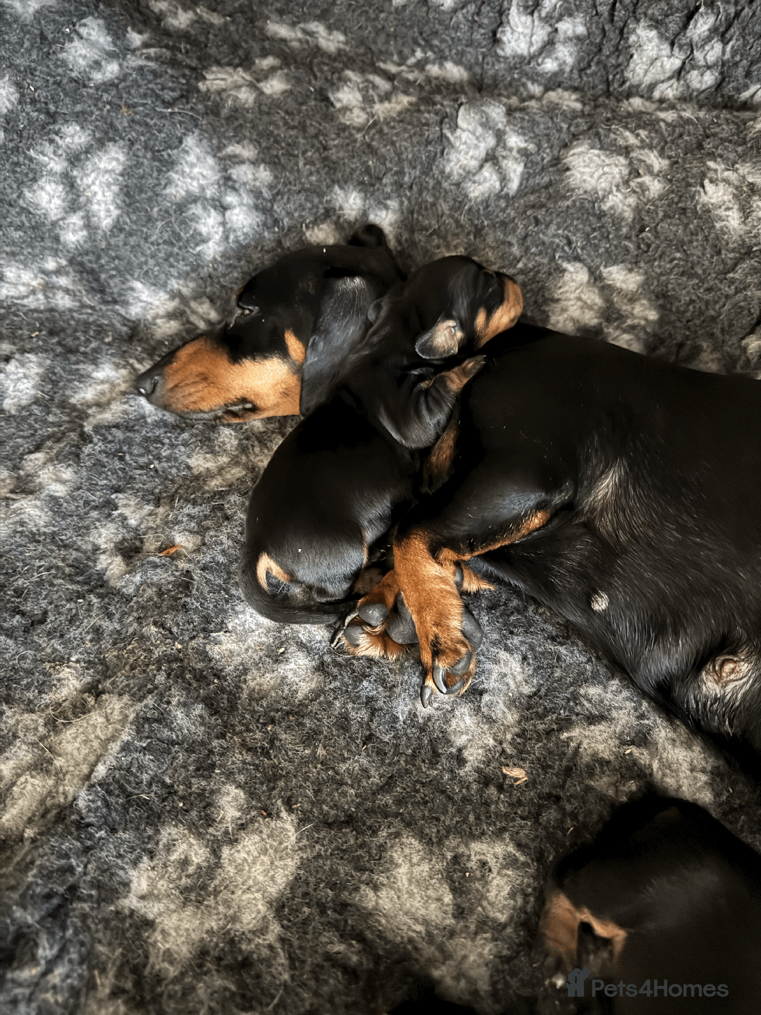Miniature Dachshund dogs for sale: KC REGISTERED MINIATURE DACHSHUND BLACK AND TAN - Image 2
