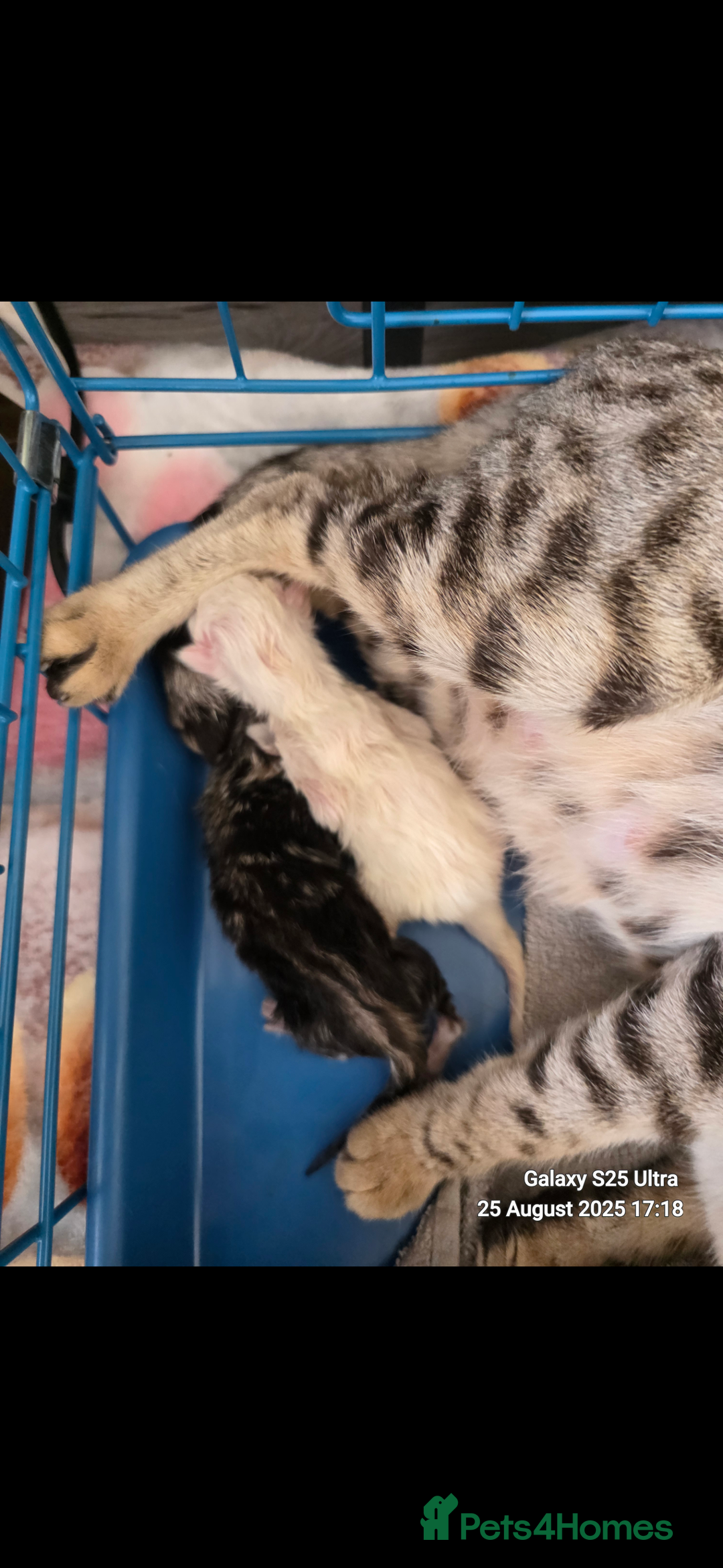 Savannah cats for sale: Savannah cross kittens - Image 5