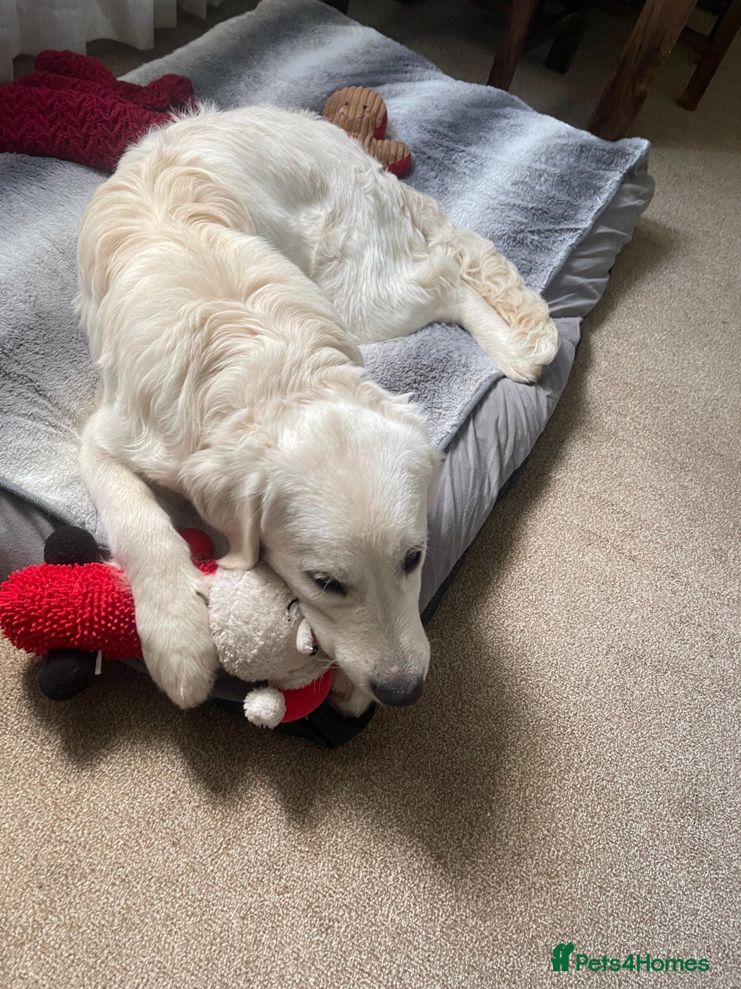 Golden Retriever dogs for sale: Golden retriever  - Advert 2