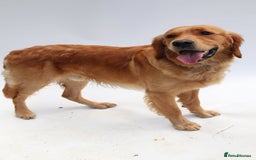 Golden Retriever dogs for stud: KC Health tested Working Golden Retriever Stud  - Image 1