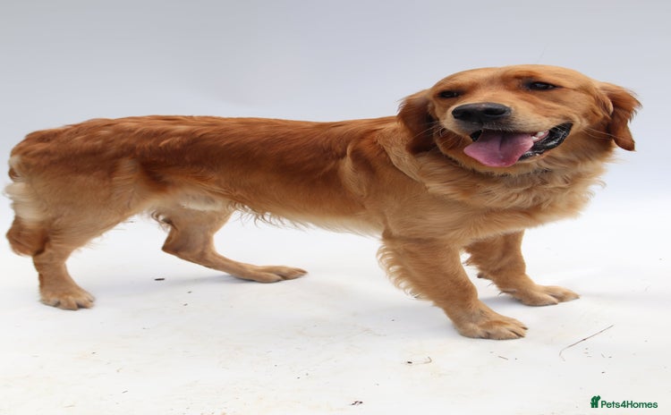 Golden Retriever dogs - Advert 1