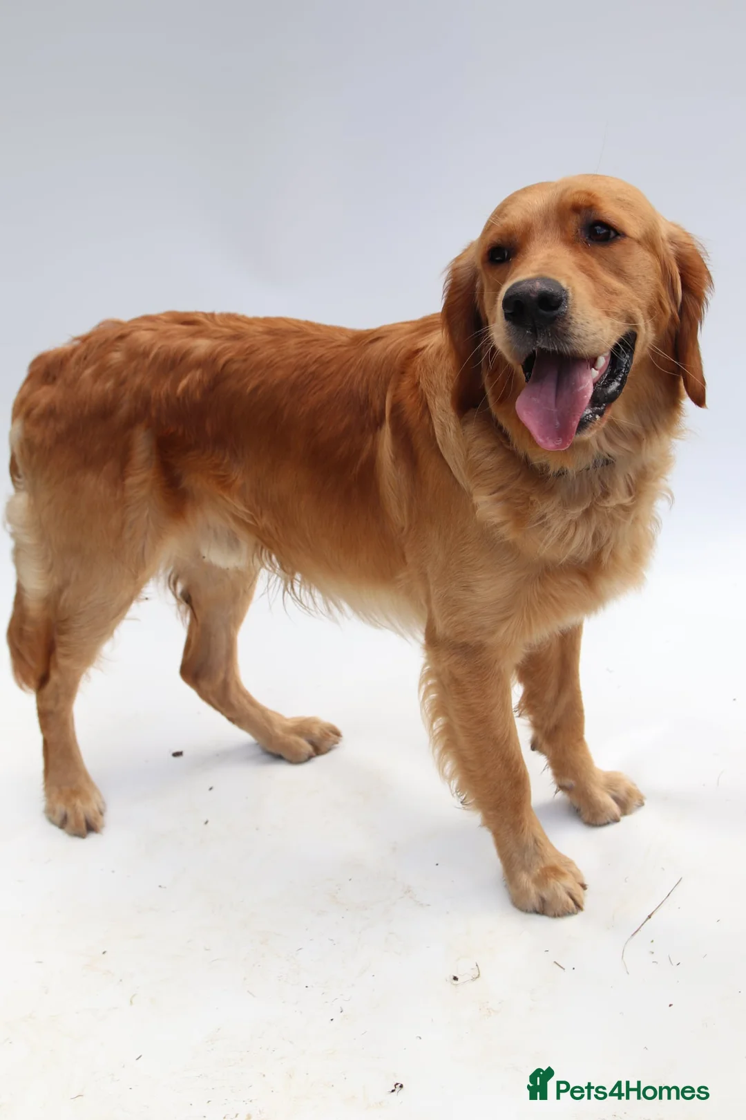 Golden Retriever dogs for stud: KC Health tested Working Golden Retriever Stud  - Advert 1