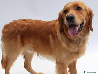 Golden Retriever dogs KC Health tested Working Golden Retriever Stud - Advert 7