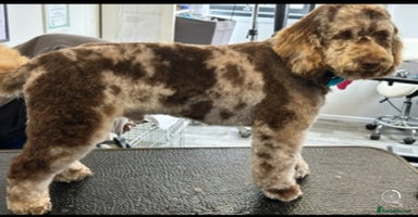 Cockapoo dogs - Advert 7