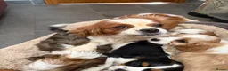 Cavalier King Charles Spaniel dogs for sale: Beautiful Cavalier King Charles Puppies for Sale - Advert 11