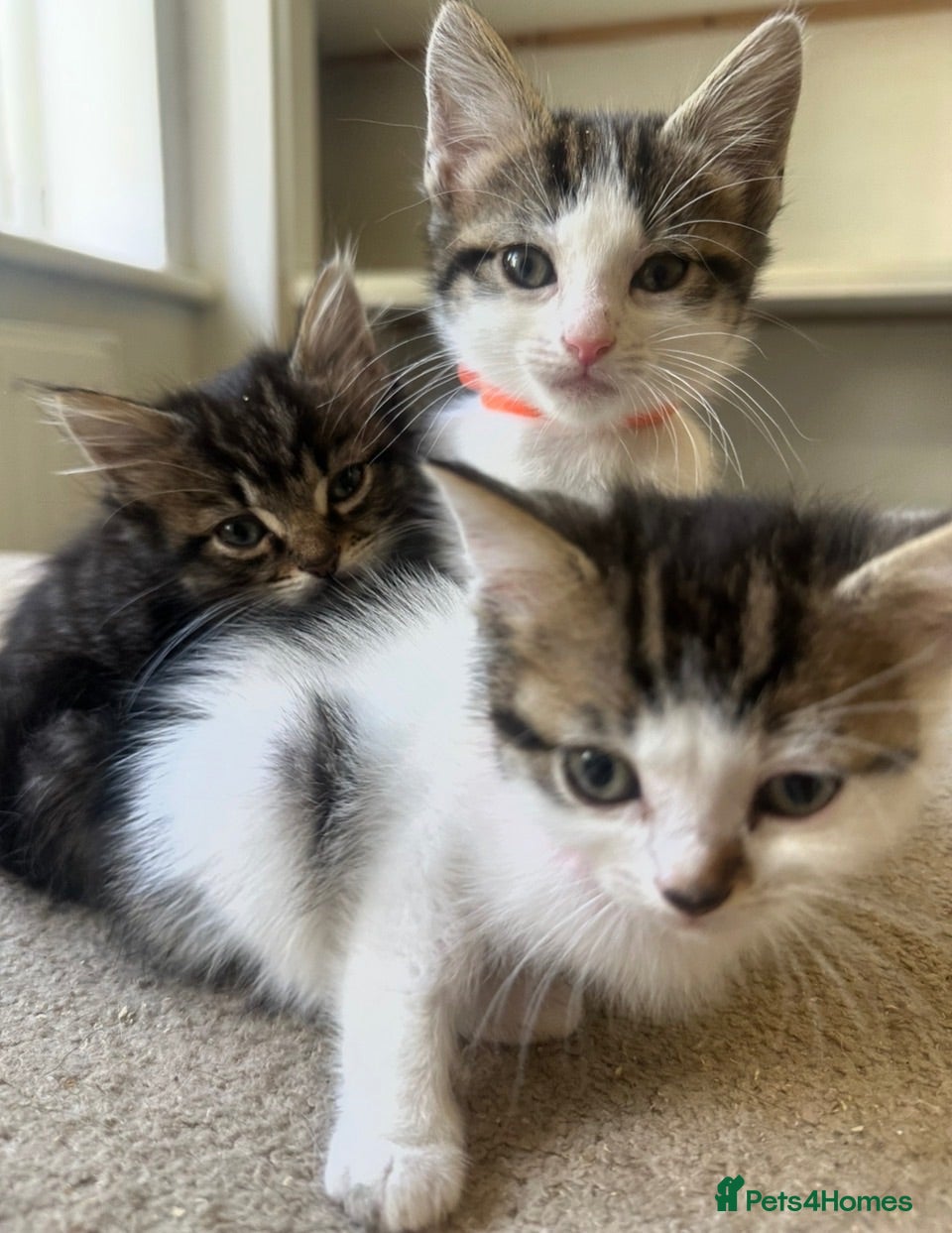 Bengal cats Bengal x Ragdoll £250 - Advert 3