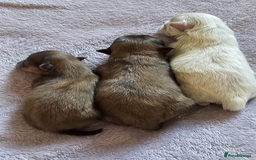 Pomeranian dogs for sale: 3 Beautiful Pomeranian Puppies - Image 5