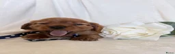 Cavalier King Charles Spaniel dogs for sale: Beautiful Cavalier King Charles puppies - Advert 4