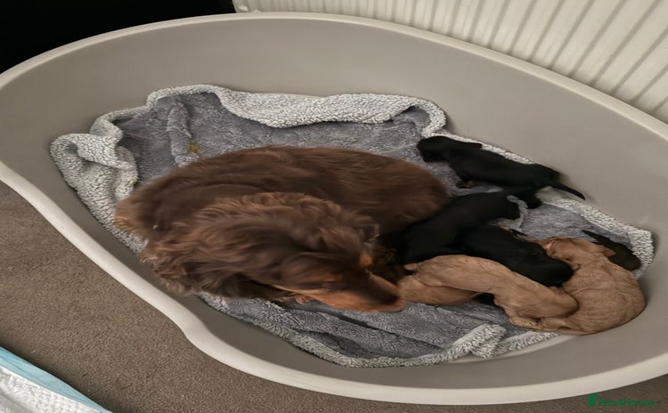 Cocker Spaniel dogs - Advert 3