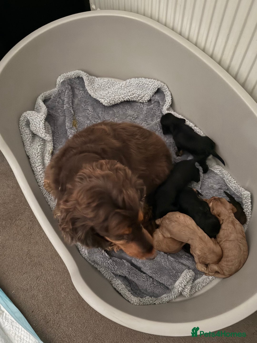Cocker Spaniel dogs for sale: Cocker spaniel puppies-show type - Image 1