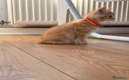 Maine Coon cats for sale: 🐾 Maine Coon Kittens X needing forever home 🐾 - Image 32